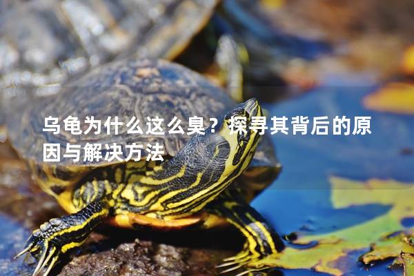 乌龟为什么这么臭？探寻其背后的原因与解决方法