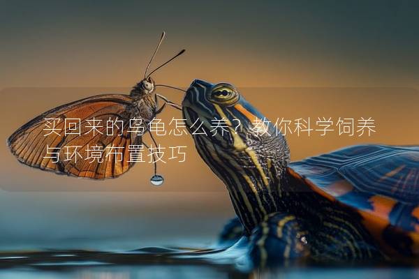 买回来的乌龟怎么养？教你科学饲养与环境布置技巧