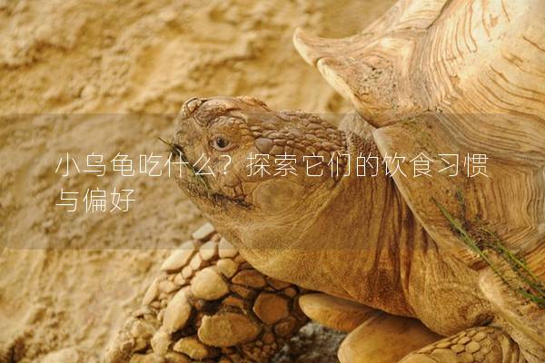 小乌龟吃什么？探索它们的饮食习惯与偏好