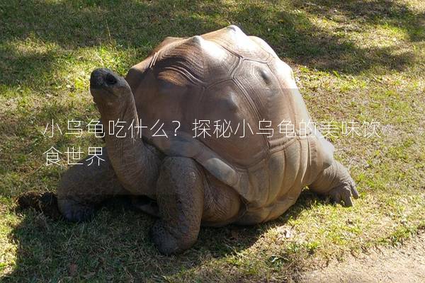 小乌龟吃什么？探秘小乌龟的美味饮食世界