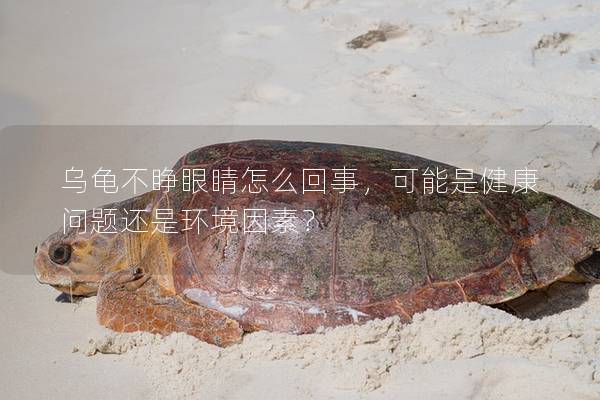 乌龟不睁眼睛怎么回事，可能是健康问题还是环境因素？
