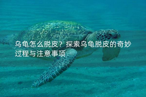 乌龟怎么脱皮？探索乌龟脱皮的奇妙过程与注意事项