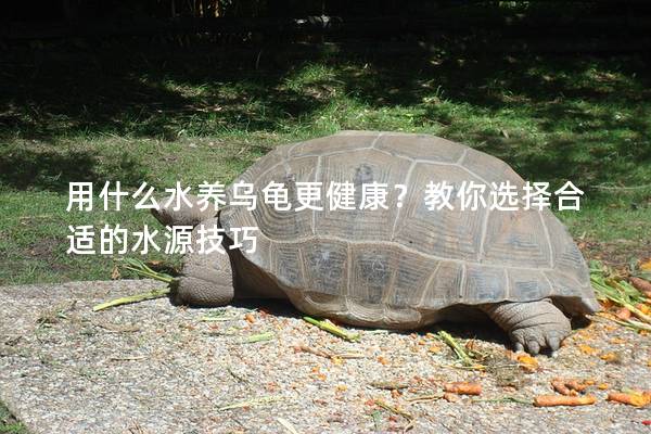 用什么水养乌龟更健康？教你选择合适的水源技巧