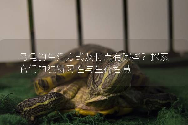 乌龟的生活方式及特点有哪些？探索它们的独特习性与生存智慧