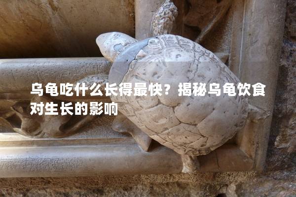 乌龟吃什么长得最快？揭秘乌龟饮食对生长的影响
