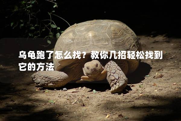 乌龟跑了怎么找？教你几招轻松找到它的方法