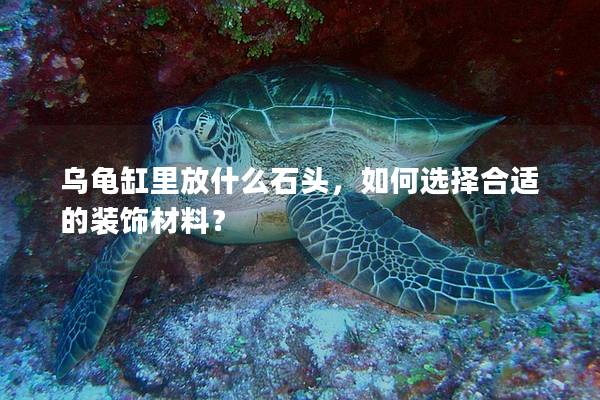 乌龟缸里放什么石头，如何选择合适的装饰材料？