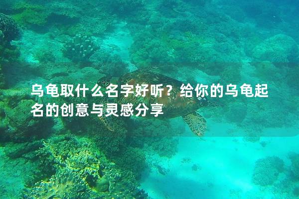 乌龟取什么名字好听？给你的乌龟起名的创意与灵感分享