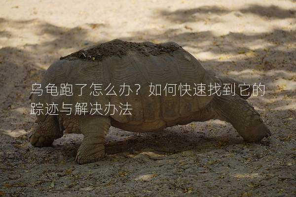 乌龟跑了怎么办？如何快速找到它的踪迹与解决办法