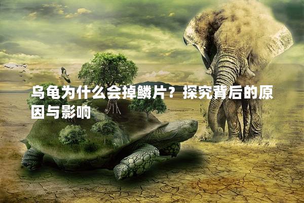 乌龟为什么会掉鳞片？探究背后的原因与影响