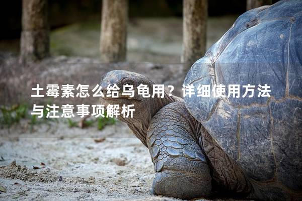 土霉素怎么给乌龟用？详细使用方法与注意事项解析