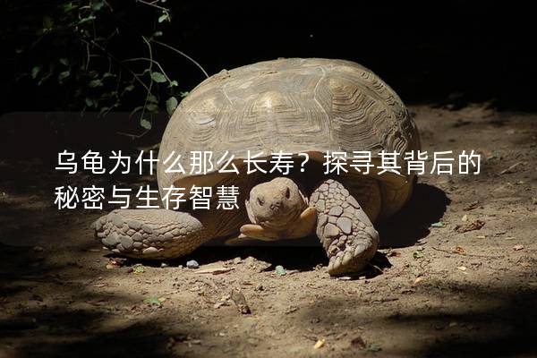 乌龟为什么那么长寿？探寻其背后的秘密与生存智慧