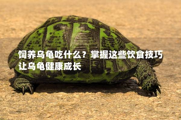饲养乌龟吃什么？掌握这些饮食技巧让乌龟健康成长