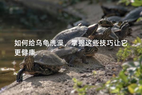 如何给乌龟洗澡，掌握这些技巧让它更健康