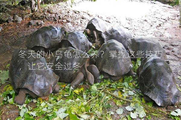 冬天的小乌龟怎么养？掌握这些技巧，让它安全过冬