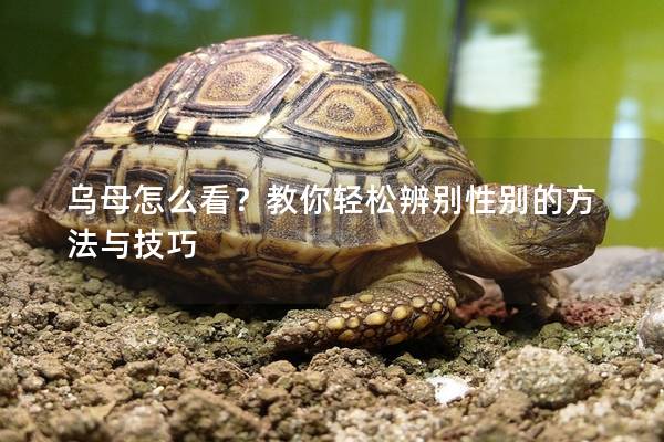 乌母怎么看？教你轻松辨别性别的方法与技巧
