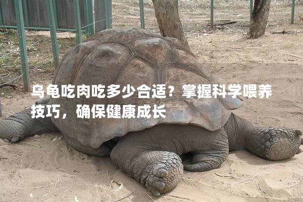 乌龟吃肉吃多少合适？掌握科学喂养技巧，确保健康成长