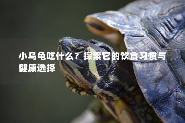 小乌龟吃什么？探索它的饮食习惯与健康选择