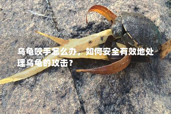 乌龟咬手怎么办，如何安全有效地处理乌龟的攻击？