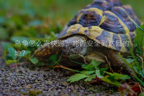 乌龟怎么寄快递，能否安全到达目的地？