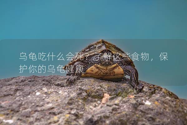 乌龟吃什么会死？了解这些食物，保护你的乌龟健康