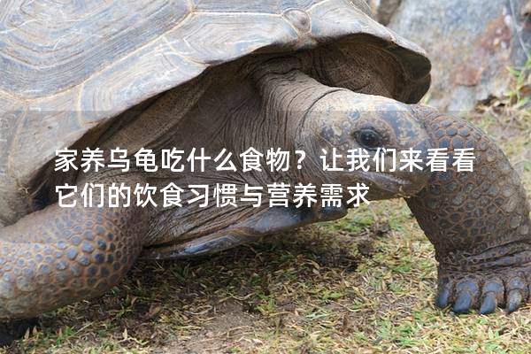 家养乌龟吃什么食物？让我们来看看它们的饮食习惯与营养需求