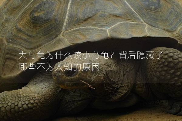 大乌龟为什么咬小乌龟？背后隐藏了哪些不为人知的原因