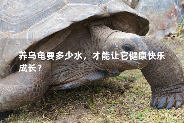 养乌龟要多少水，才能让它健康快乐成长？