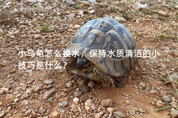 小乌龟怎么换水，保持水质清洁的小技巧是什么？