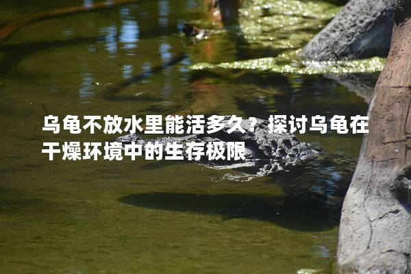 乌龟不放水里能活多久？探讨乌龟在干燥环境中的生存极限