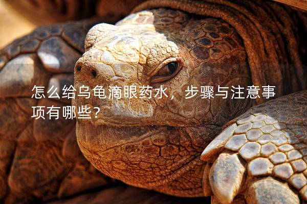 怎么给乌龟滴眼药水，步骤与注意事项有哪些？