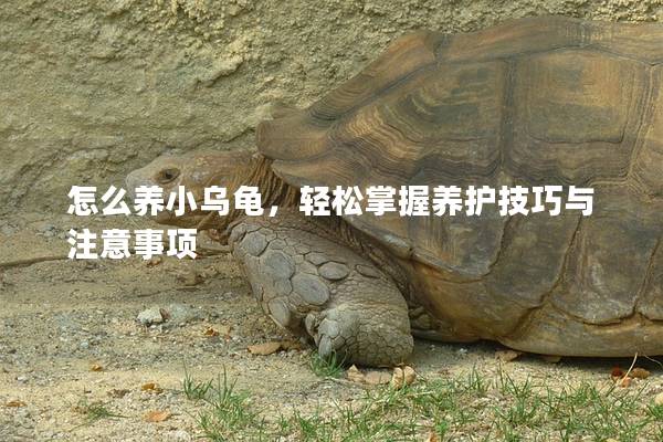 怎么养小乌龟，轻松掌握养护技巧与注意事项