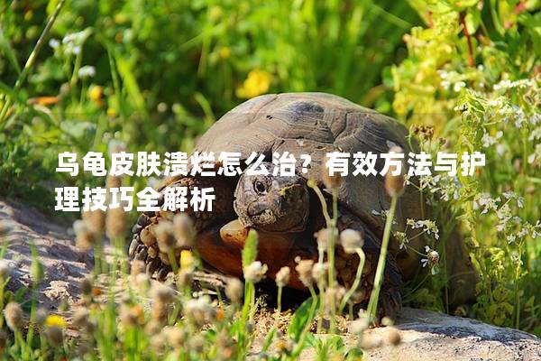 乌龟皮肤溃烂怎么治？有效方法与护理技巧全解析