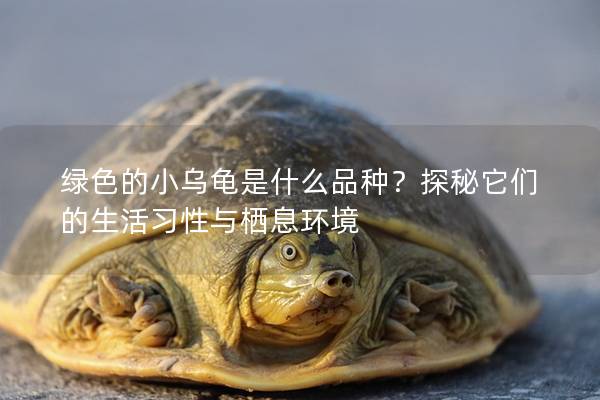 绿色的小乌龟是什么品种？探秘它们的生活习性与栖息环境