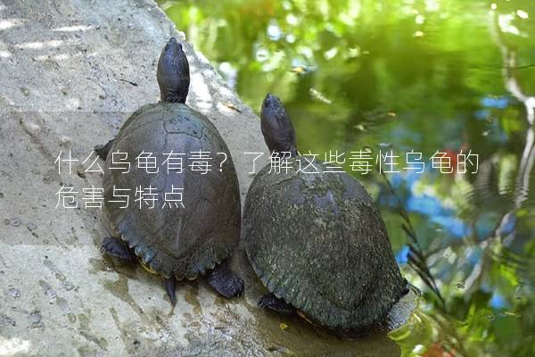 什么乌龟有毒？了解这些毒性乌龟的危害与特点