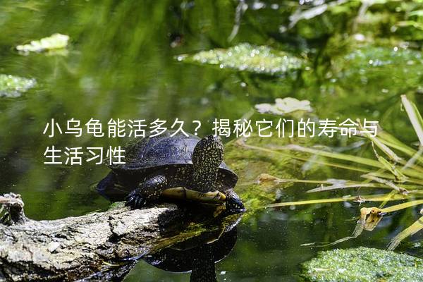 小乌龟能活多久？揭秘它们的寿命与生活习性