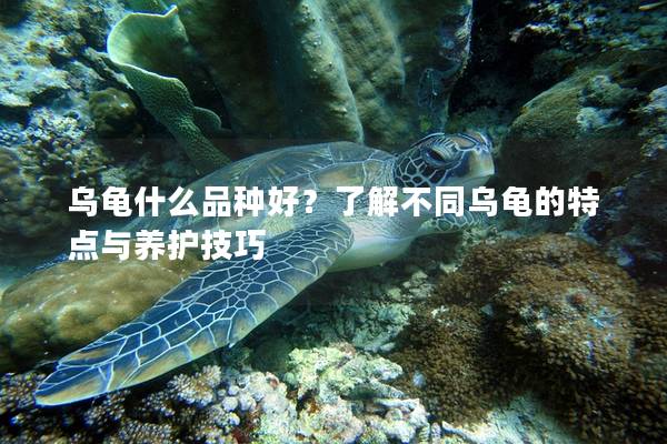 乌龟什么品种好？了解不同乌龟的特点与养护技巧