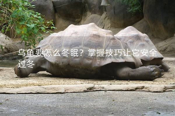 乌龟要怎么冬眠？掌握技巧让它安全过冬