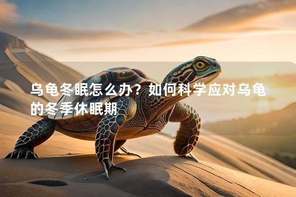 乌龟冬眠怎么办？如何科学应对乌龟的冬季休眠期