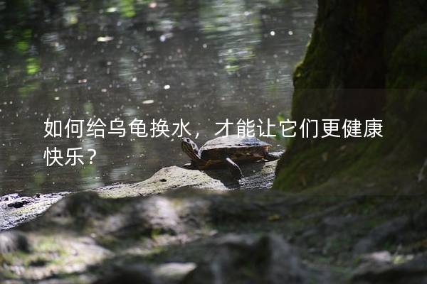 如何给乌龟换水，才能让它们更健康快乐？