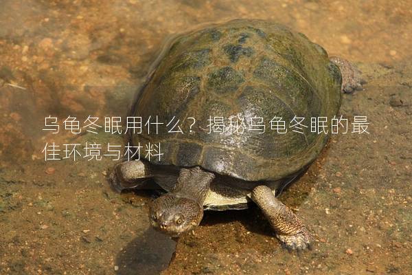 乌龟冬眠用什么？揭秘乌龟冬眠的最佳环境与材料