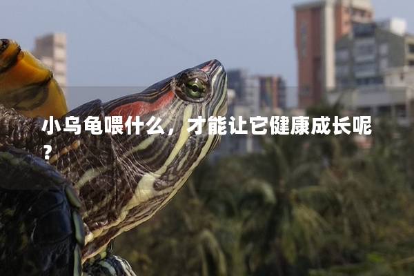 小乌龟喂什么，才能让它健康成长呢？