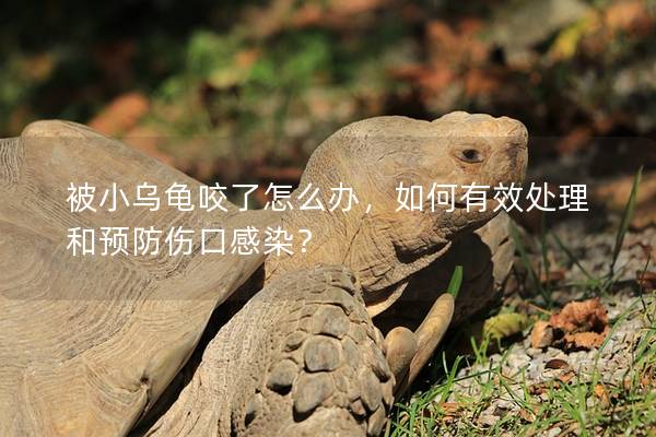 被小乌龟咬了怎么办，如何有效处理和预防伤口感染？
