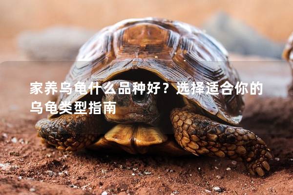 家养乌龟什么品种好？选择适合你的乌龟类型指南