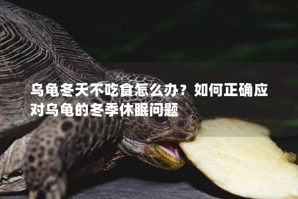 乌龟冬天不吃食怎么办？如何正确应对乌龟的冬季休眠问题