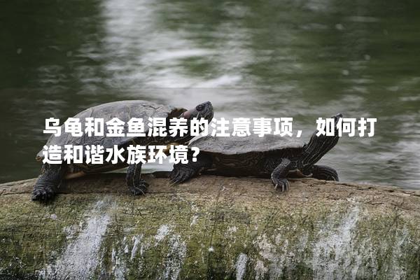 乌龟和金鱼混养的注意事项，如何打造和谐水族环境？