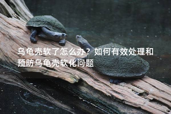 乌龟壳软了怎么办？如何有效处理和预防乌龟壳软化问题