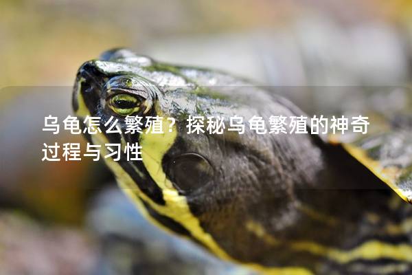 乌龟怎么繁殖？探秘乌龟繁殖的神奇过程与习性