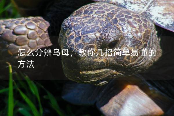怎么分辨乌母，教你几招简单易懂的方法