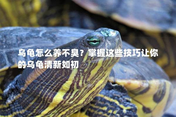 乌龟怎么养不臭？掌握这些技巧让你的乌龟清新如初